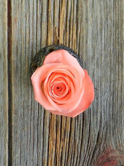 Wholesale Satisfaction Coral Roses Delivered Online FlowerFarm